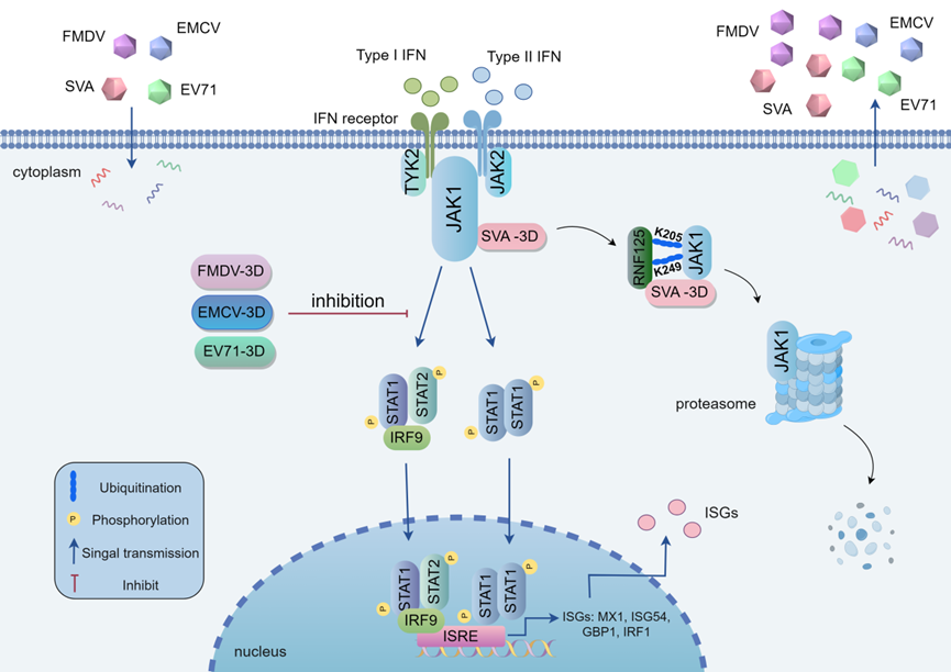 兰州兽医研究所揭示小RNA病毒3D聚合酶靶向JAK-STAT信号通路拮抗宿主先天免疫的分子机制